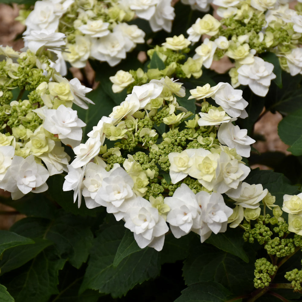 Hydrangea macrophylla 'Dancing Snow'