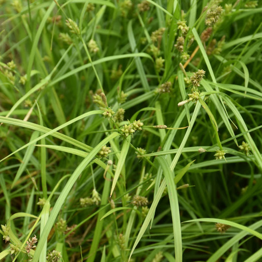 Carex amphibola