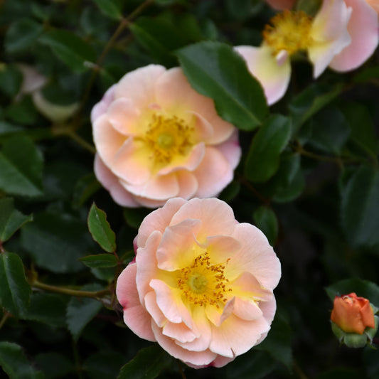 Rosa 'Flower Carpet Amber'