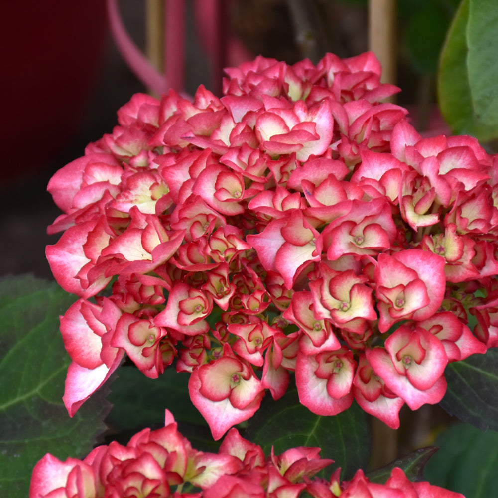 Hydrangea macrophylla 'Hokomabebos'