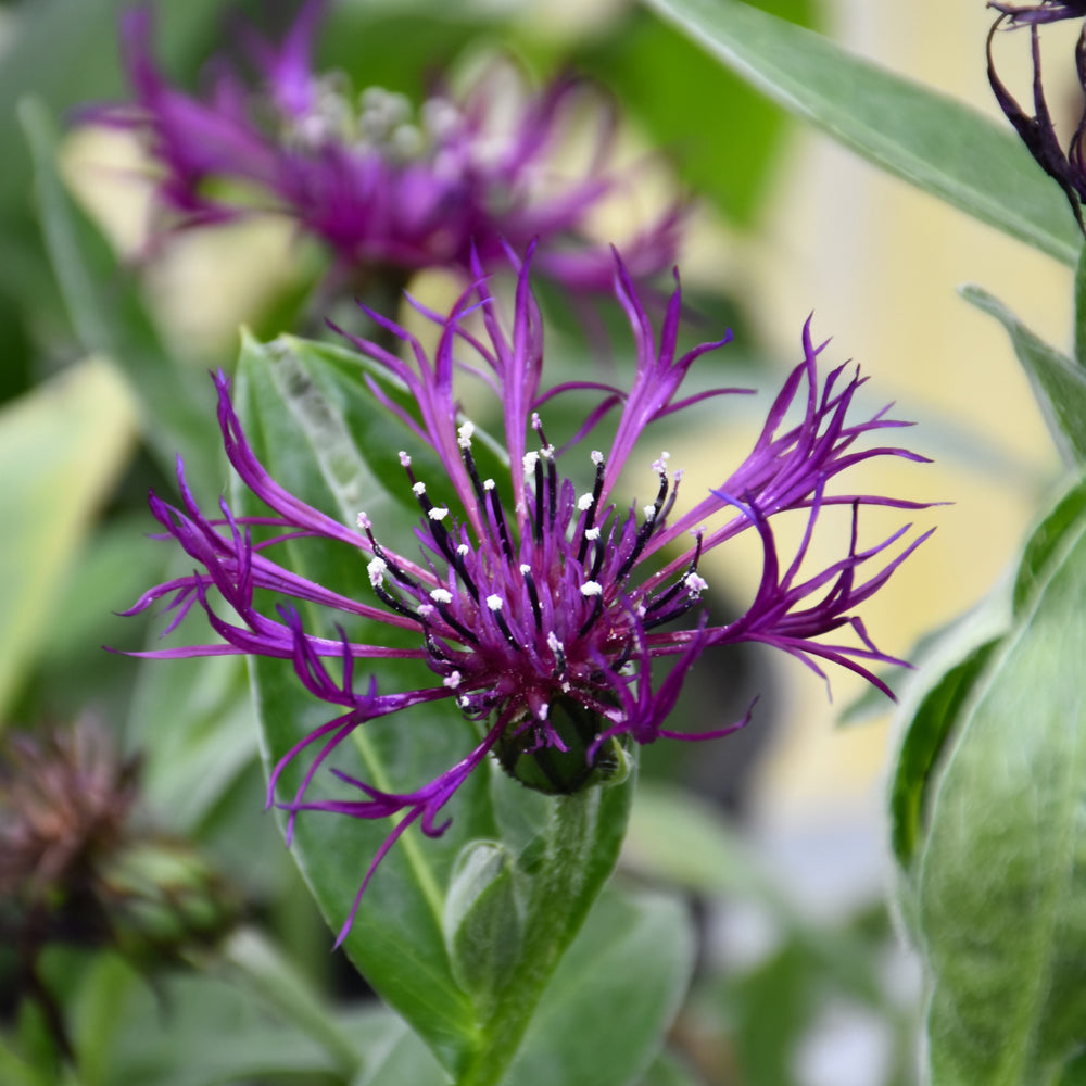 Centaurea montana 'Amethyst Dream'