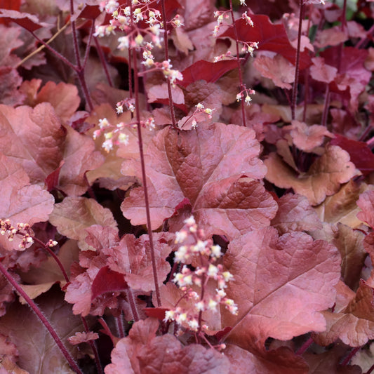 Heuchera 'Red Sea'