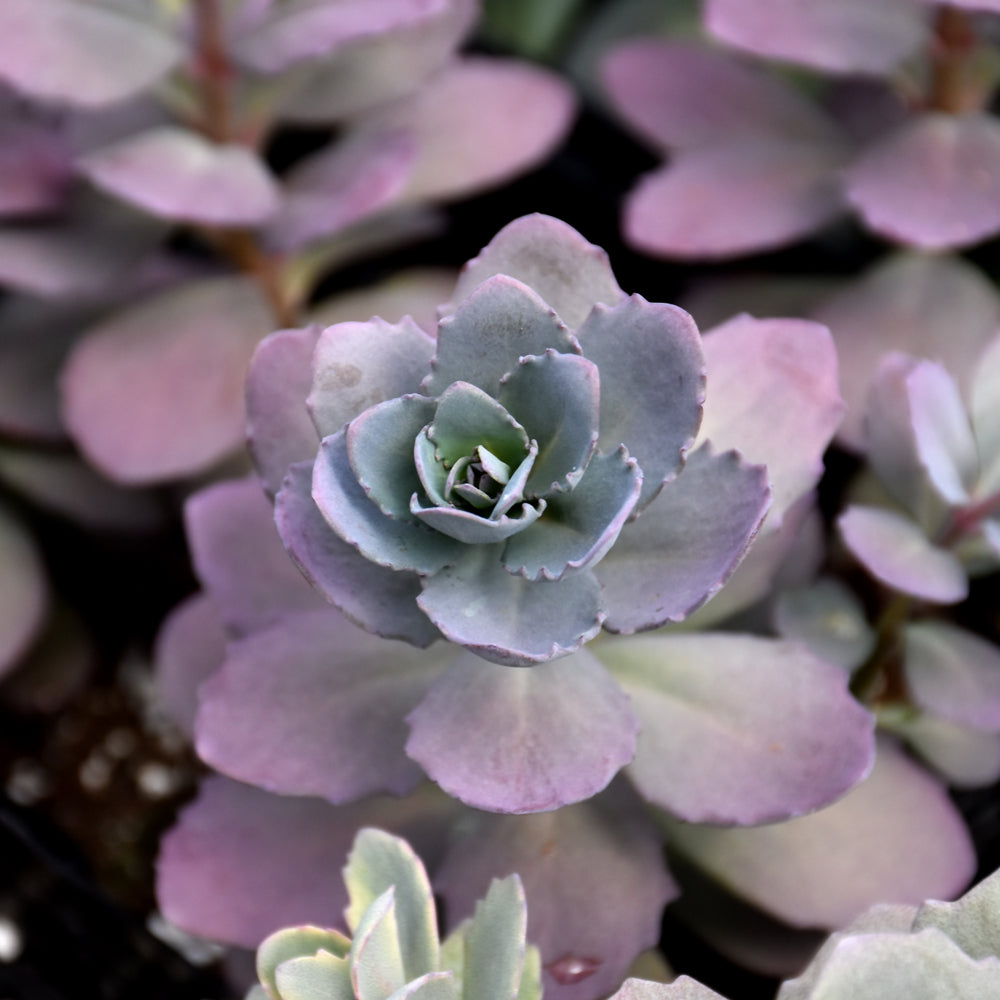 Plum Dazzled Stonecrop