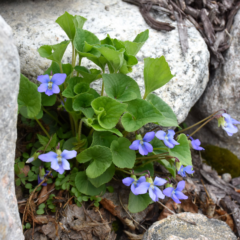 Wooly Blue Violet