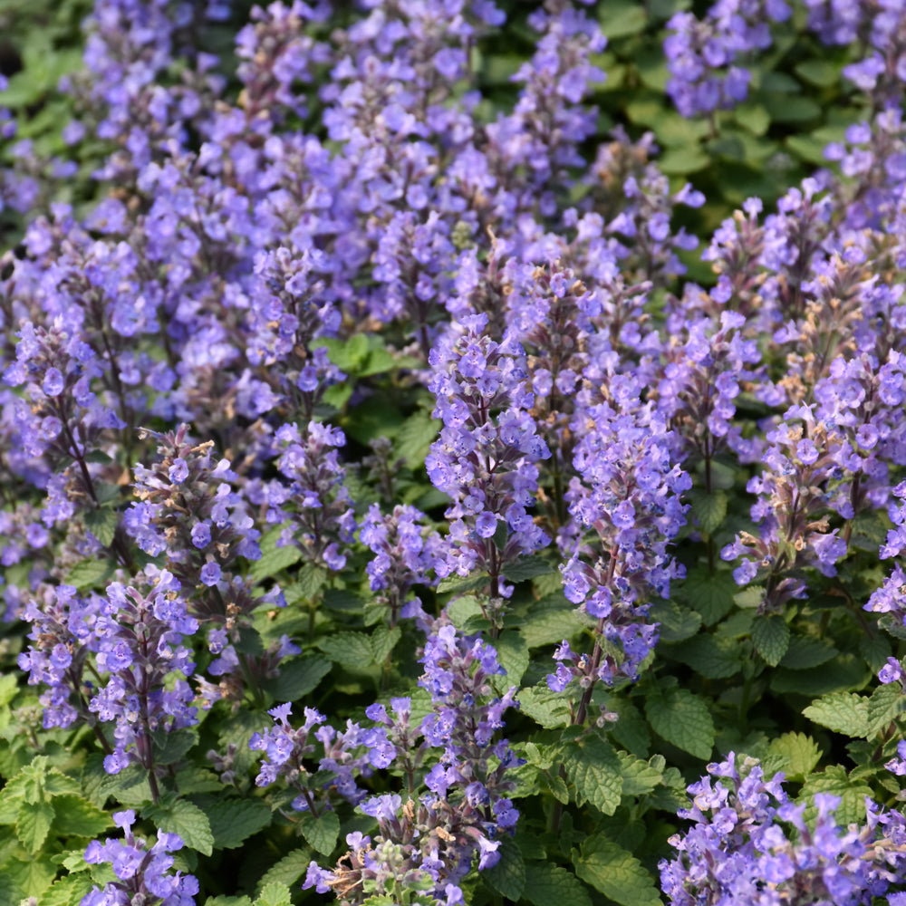 Nepeta x faassenii 'Purrsian Blue'