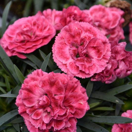 Dianthus 'Raspberry Ruffles'