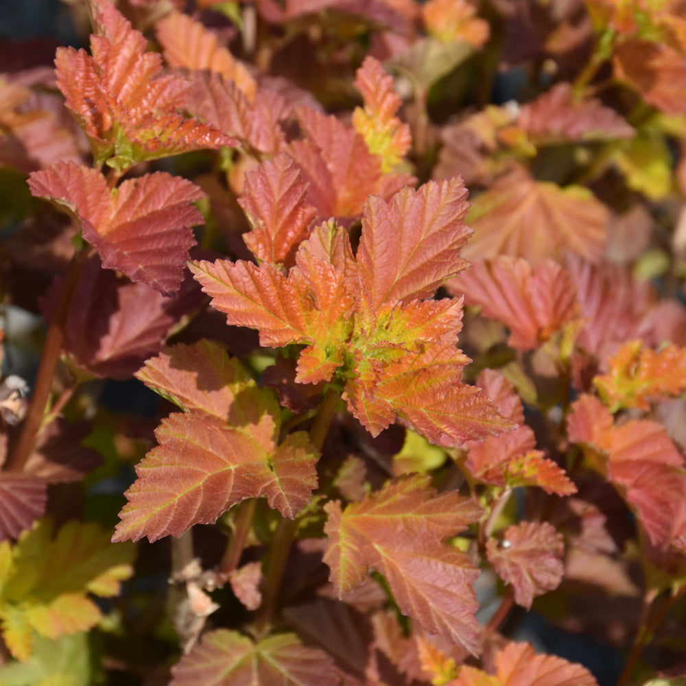 Physocarpus opulifolius 'Jefam'