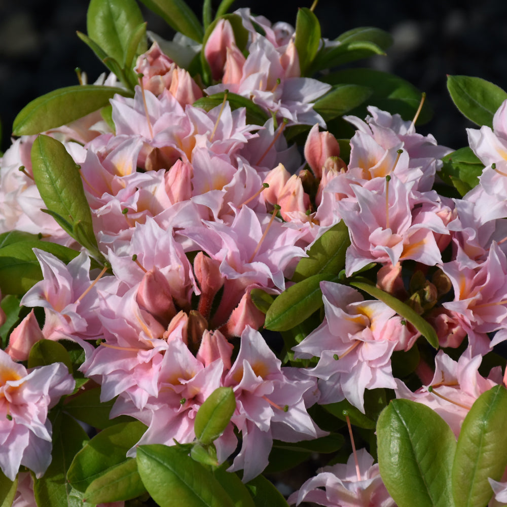 Electric Lights™ Double Pink Azalea