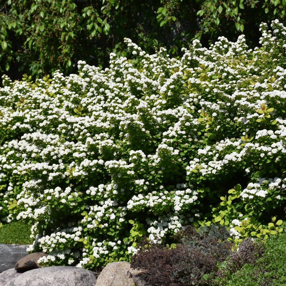 Spiraea betulifolia 'Tor Gold'