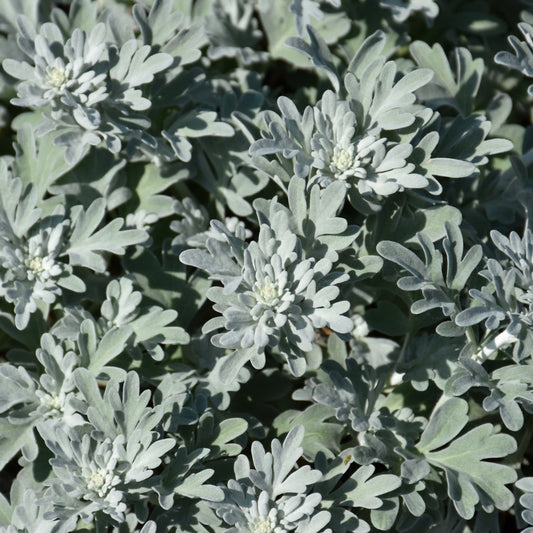 Artemisia stelleriana 'Silver Brocade'