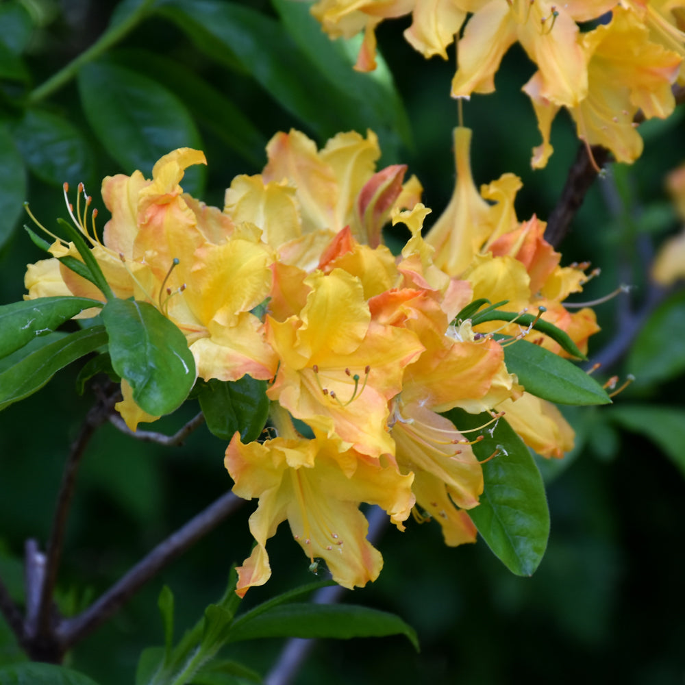 Rhododendron 'Golden Lights'