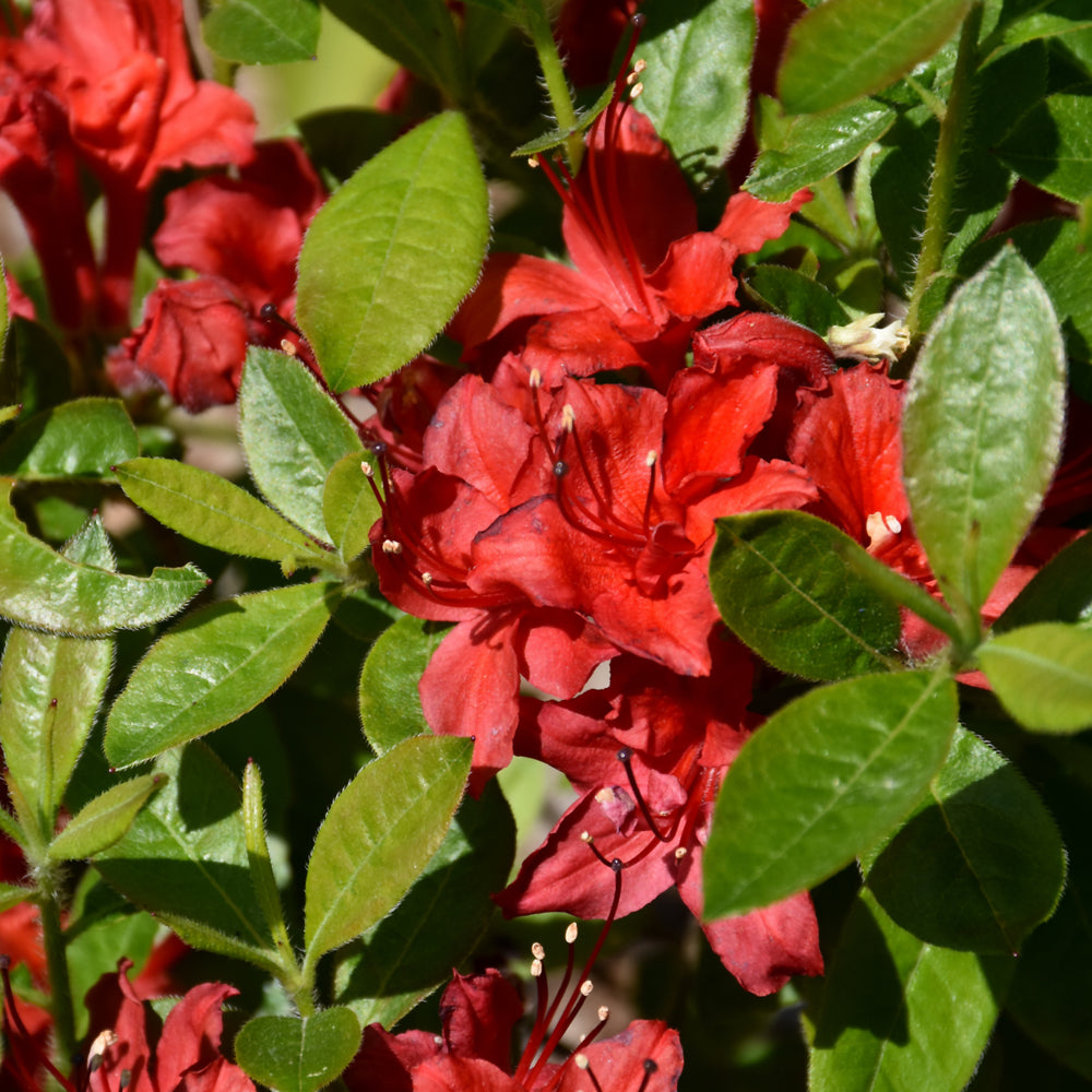 Rhododendron 'UMNAZ 502'