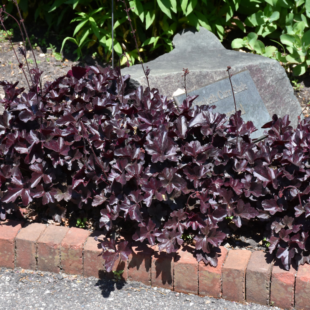 Obsidian Coral Bells