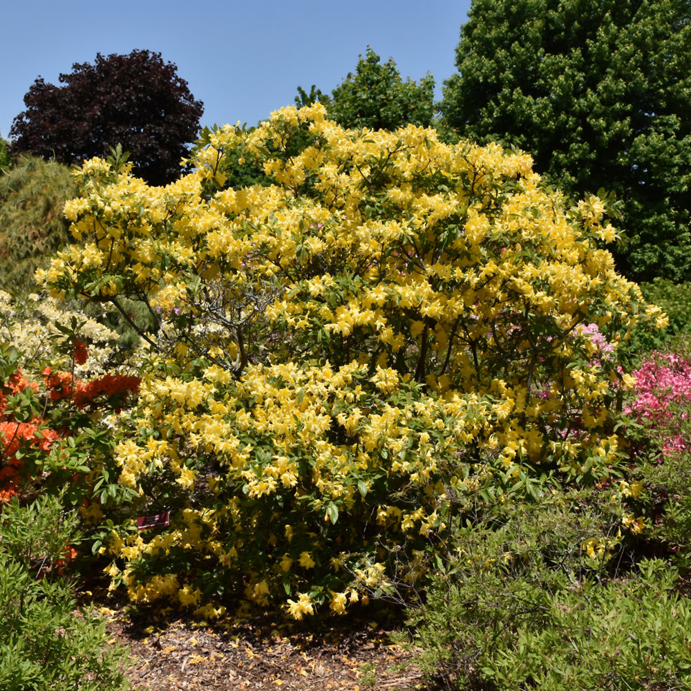 Lemon Lights Azalea