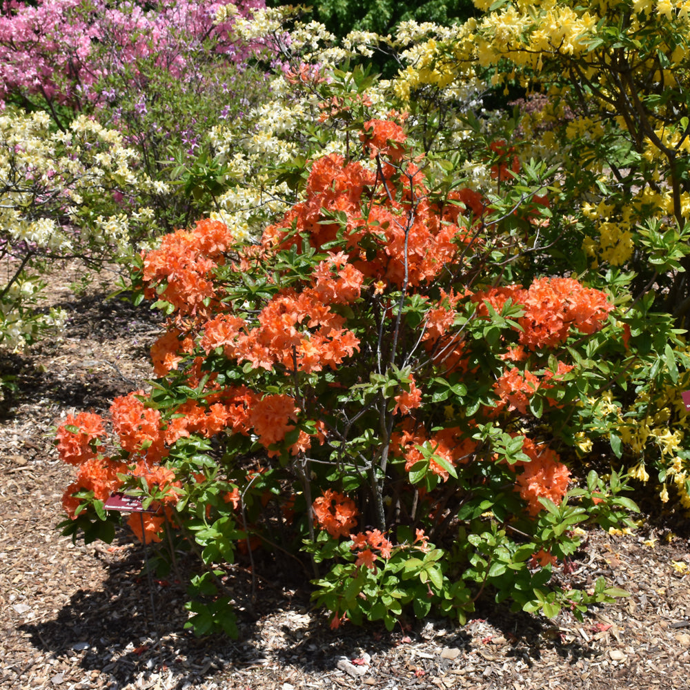 Mandarin Lights Azalea