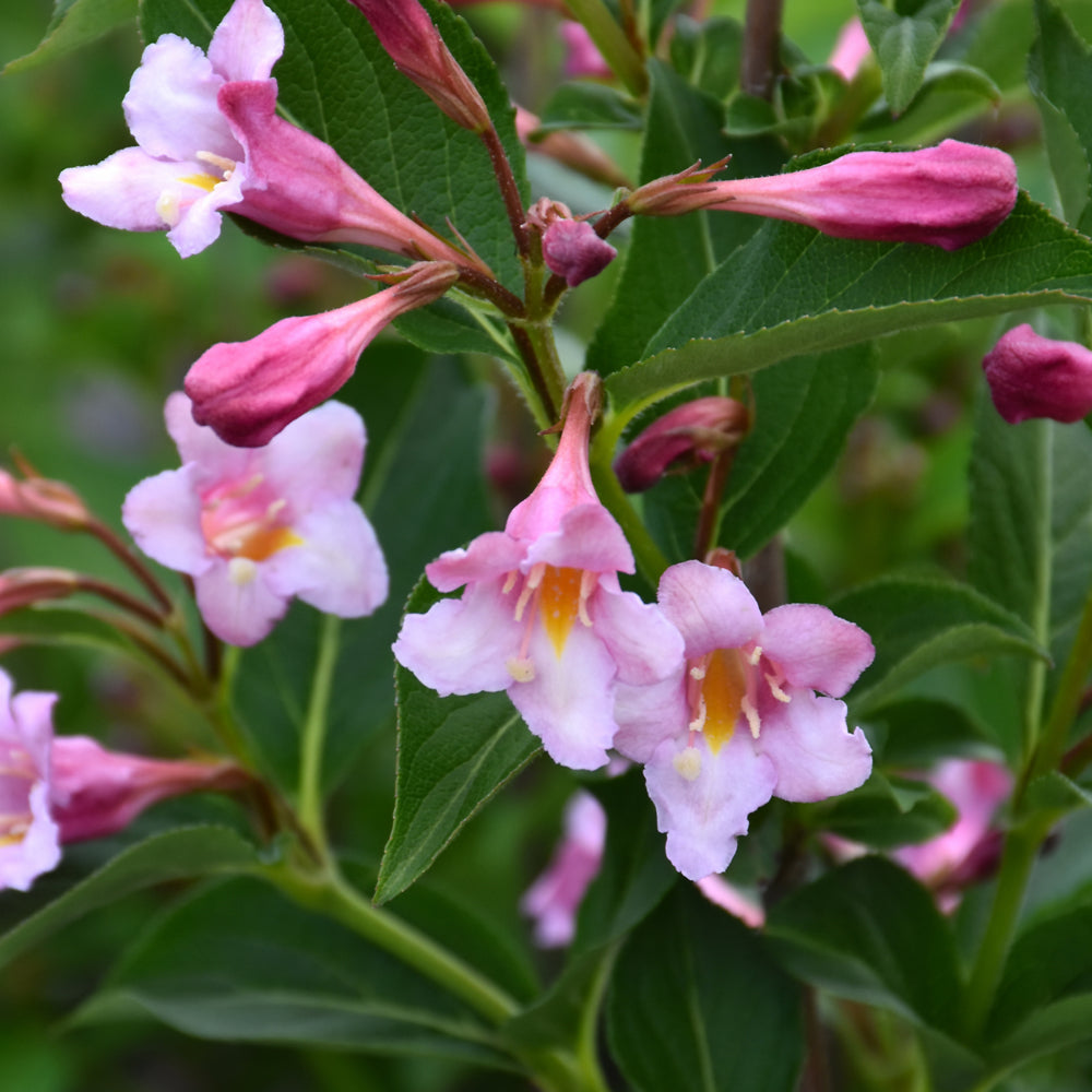 Weigela florida 'SMNWFRP'