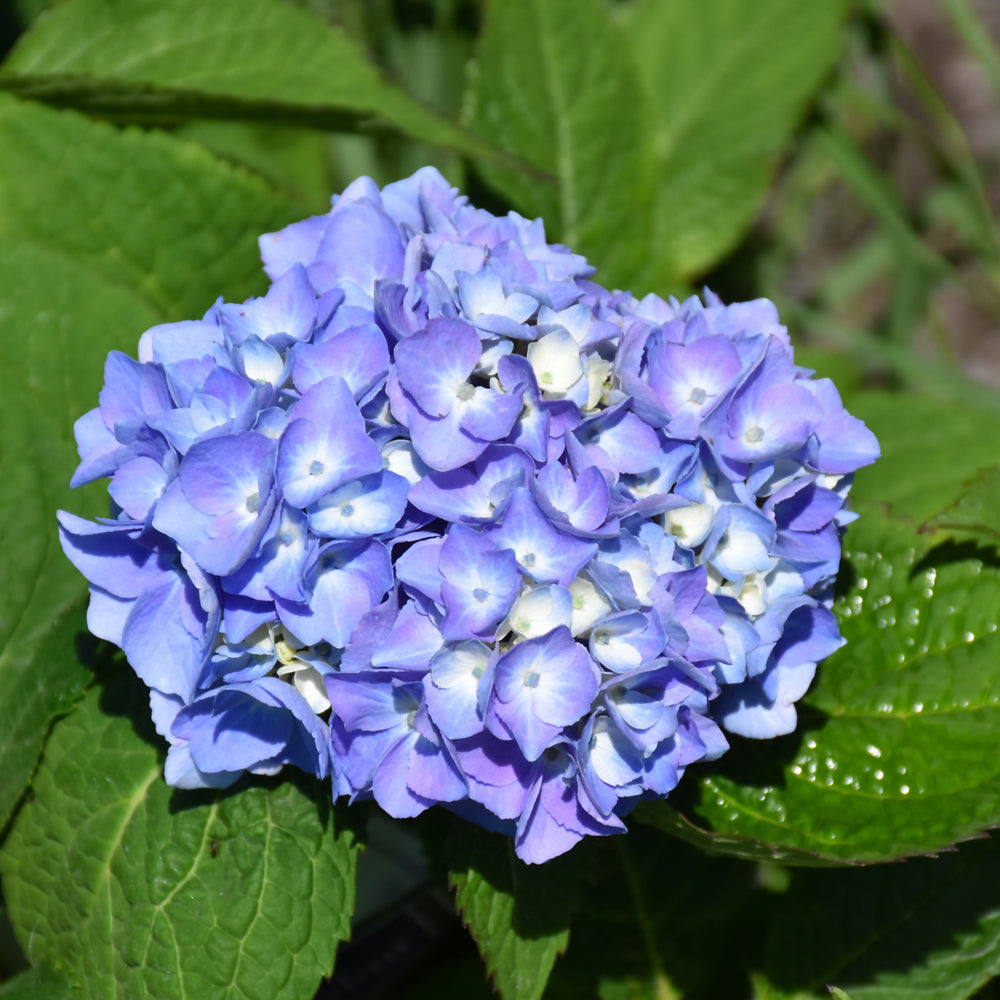 Hydrangea macrophylla 'Grenan'