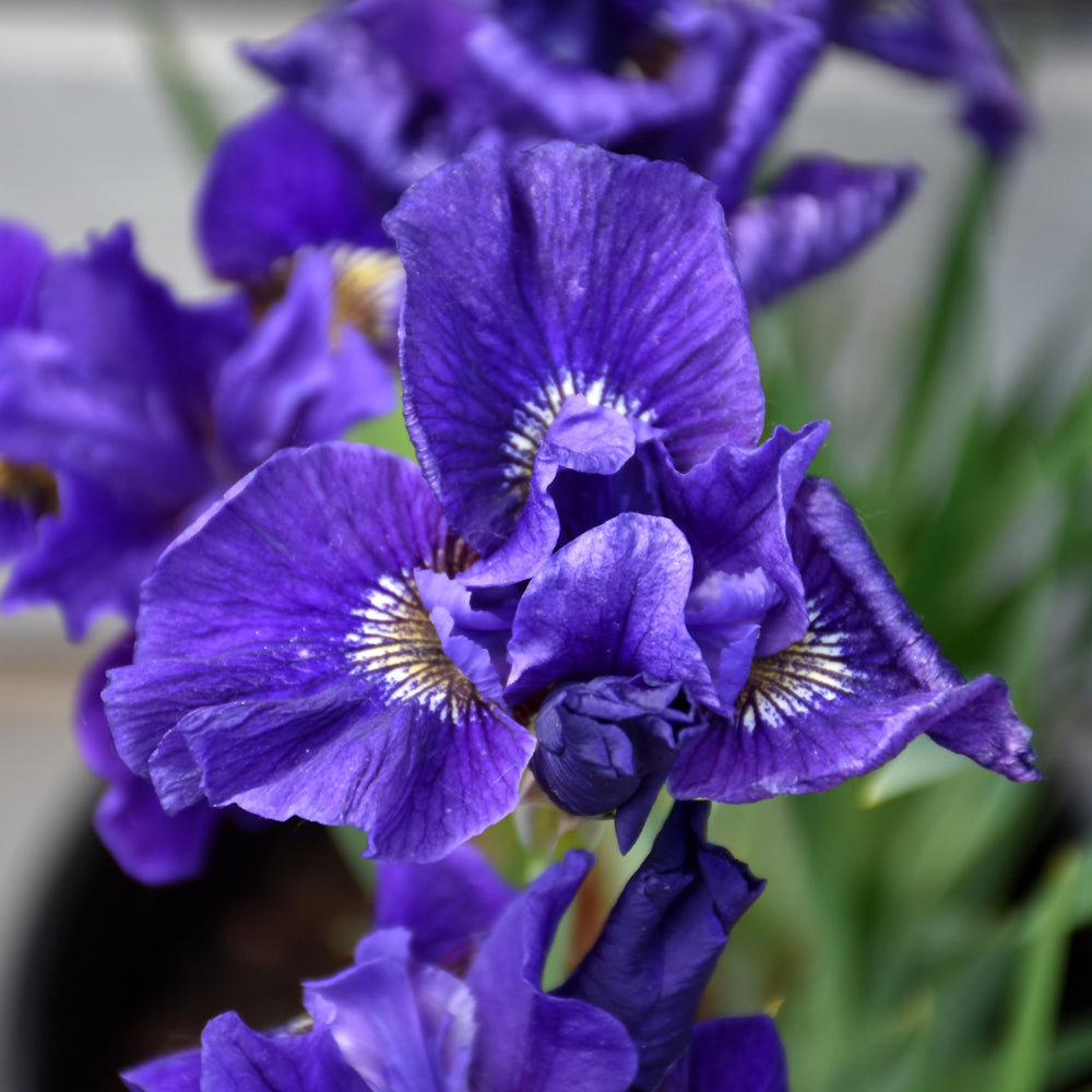 Iris sibirica 'Ruffled Velvet'