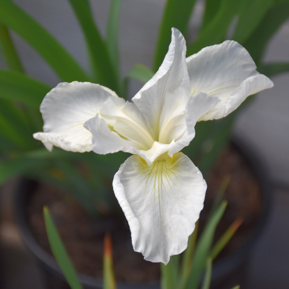 Swans In Flight Siberian Iris