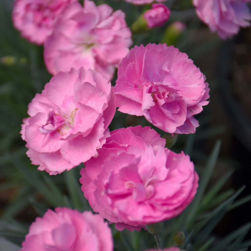 Dianthus 'Sweetie Pie'