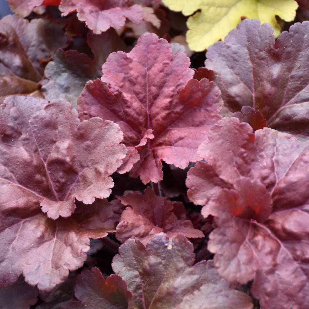 Primo® Mahogany Monster Coral Bells