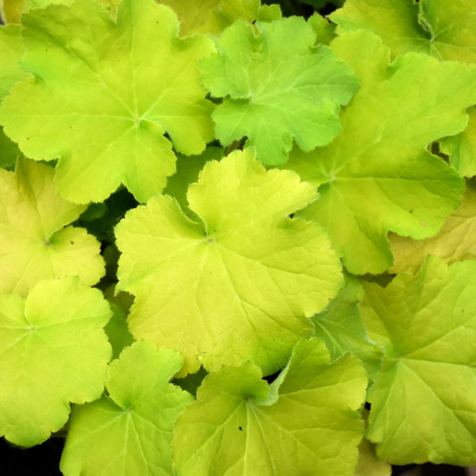 Heuchera 'Guacamole'