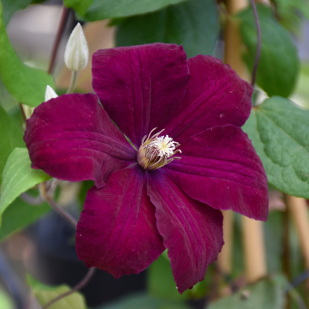 Rouge Cardinal Clematis