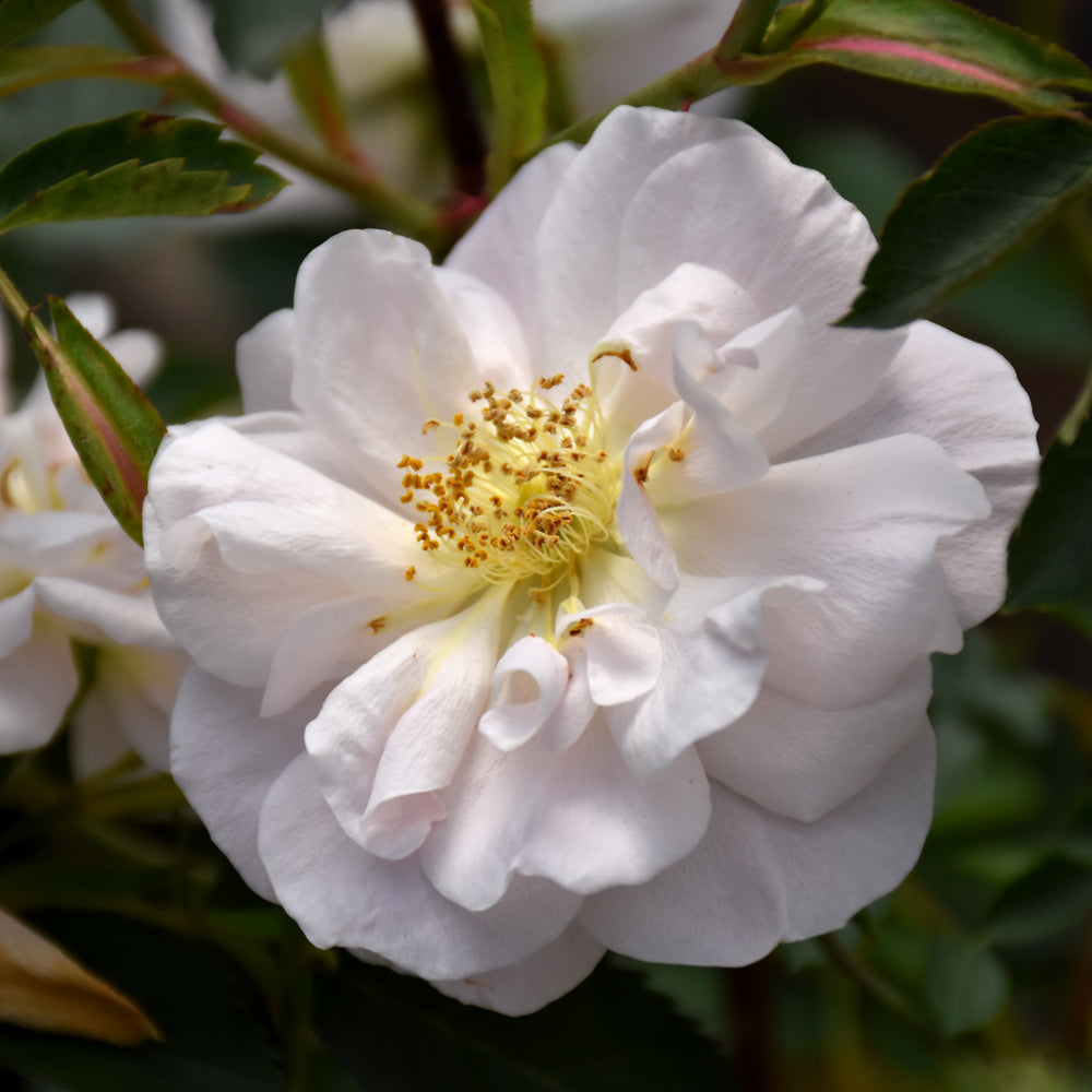 Rosa 'ZLEeltonStrack'