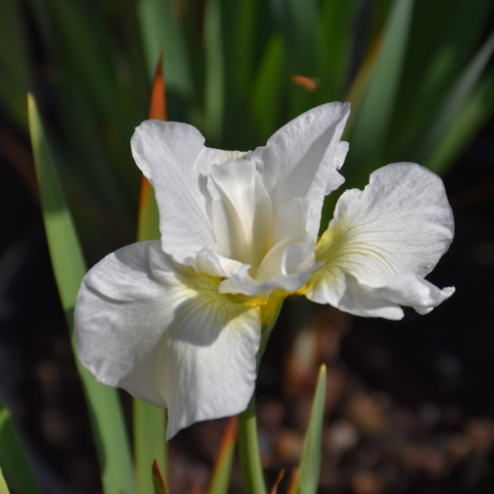 Iris sibirica 'Swans In Flight'