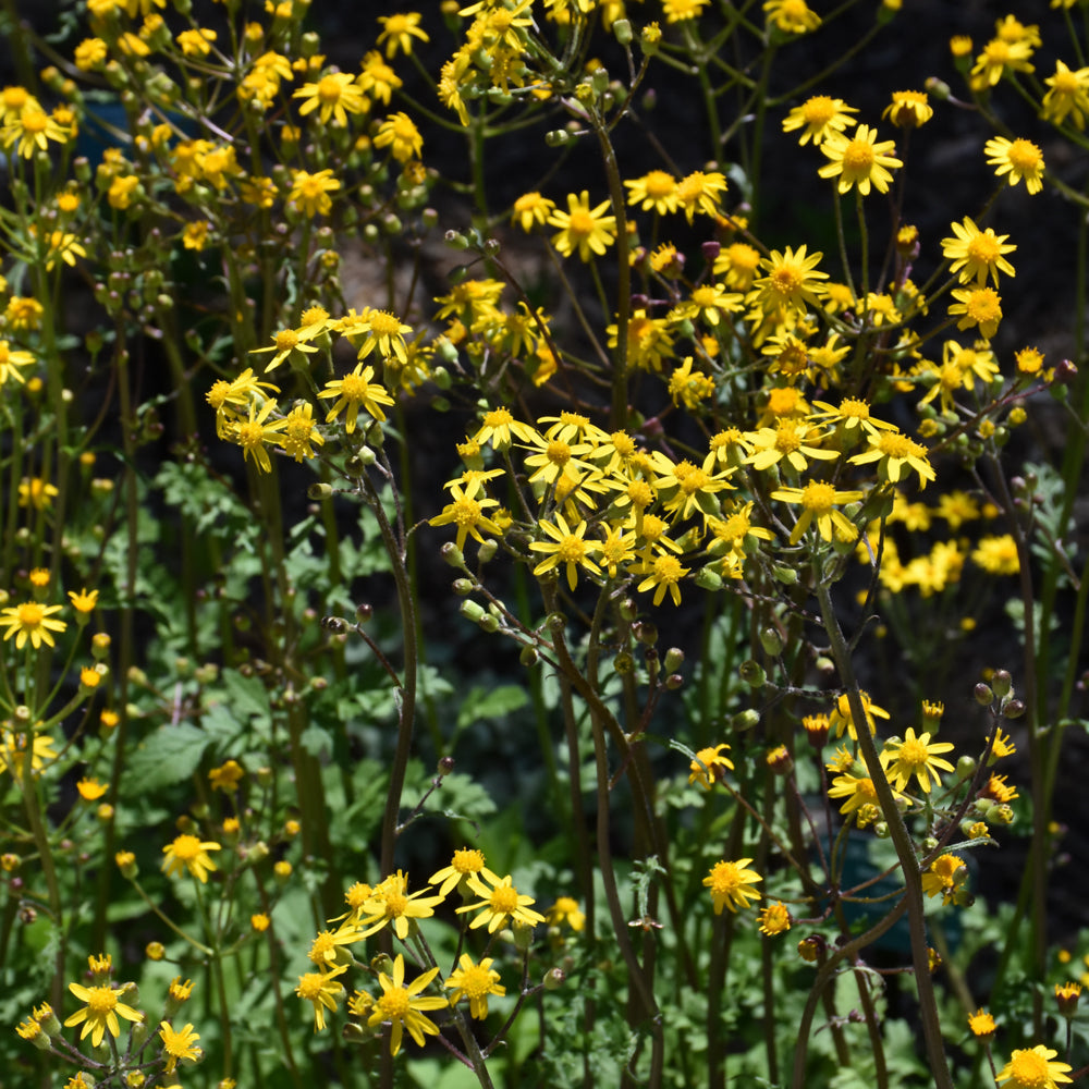 Golden Ragwort