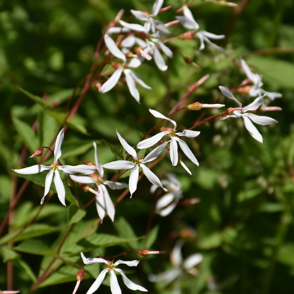 Gillenia trifoliata