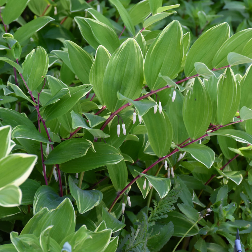 Polygonatum odoratum 'Variegatum'