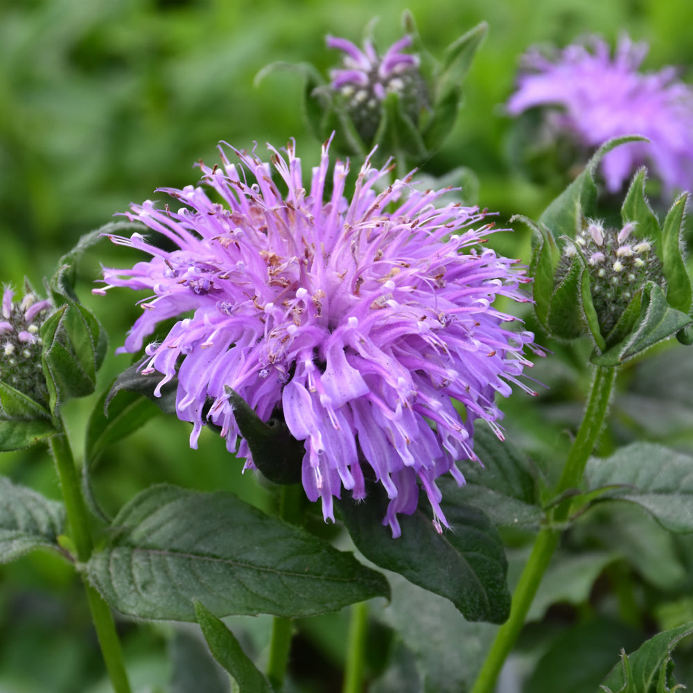 Monarda 'Blue Moon'