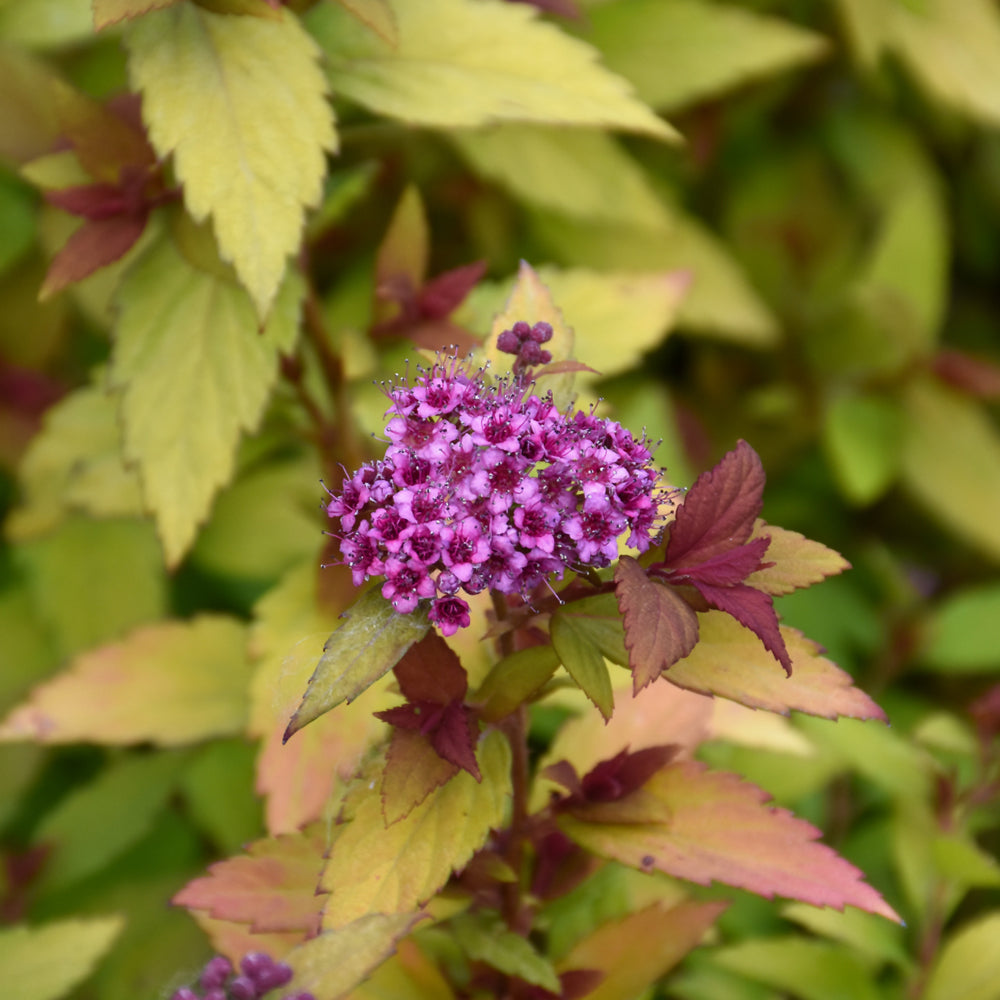 Spiraea japonica 'Matgold'