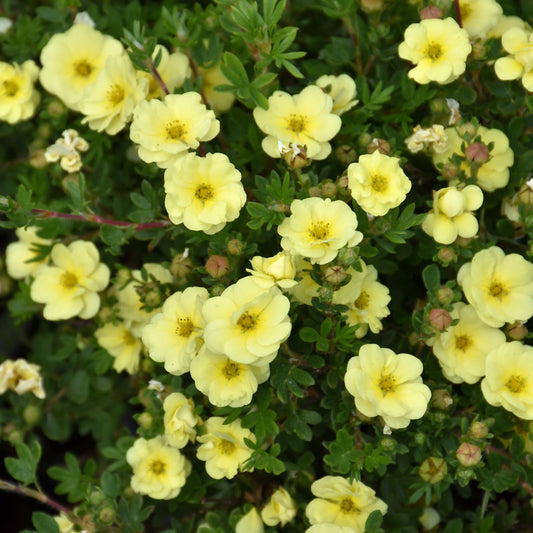 Potentilla fruticosa 'Bailmeringue'