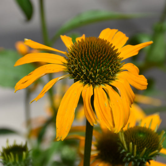 Echinacea 'Canary Feathers'