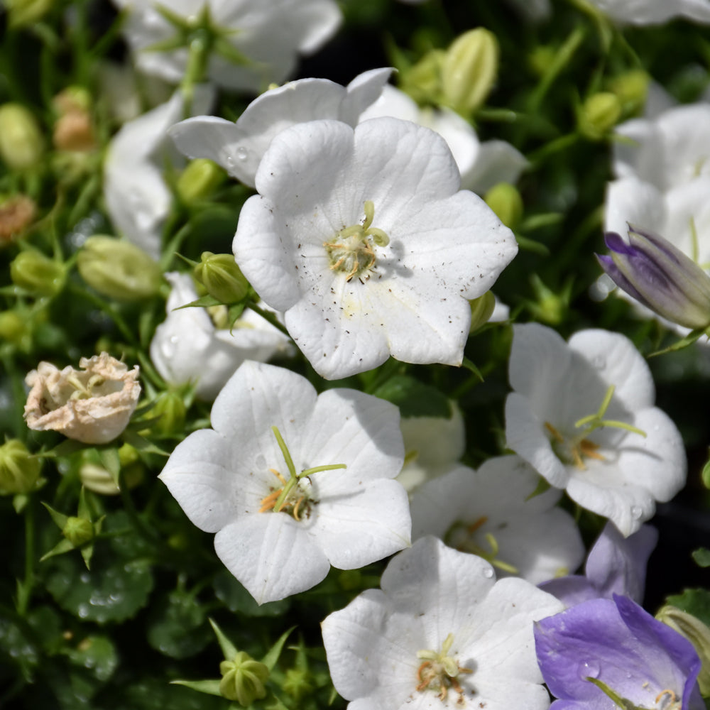 Campanula carpatica 'Rapido White'