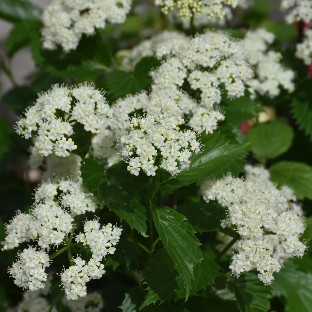 Blue Muffin® Viburnum