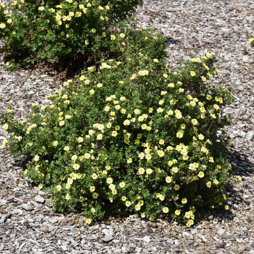 Lemon Meringue™ Potentilla