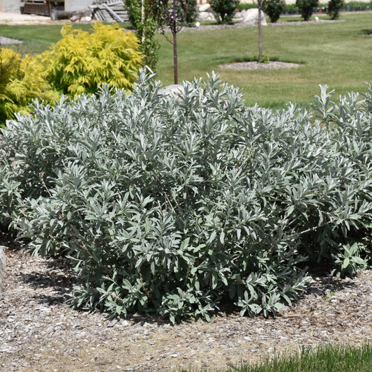 Salix candida 'Jefberg'