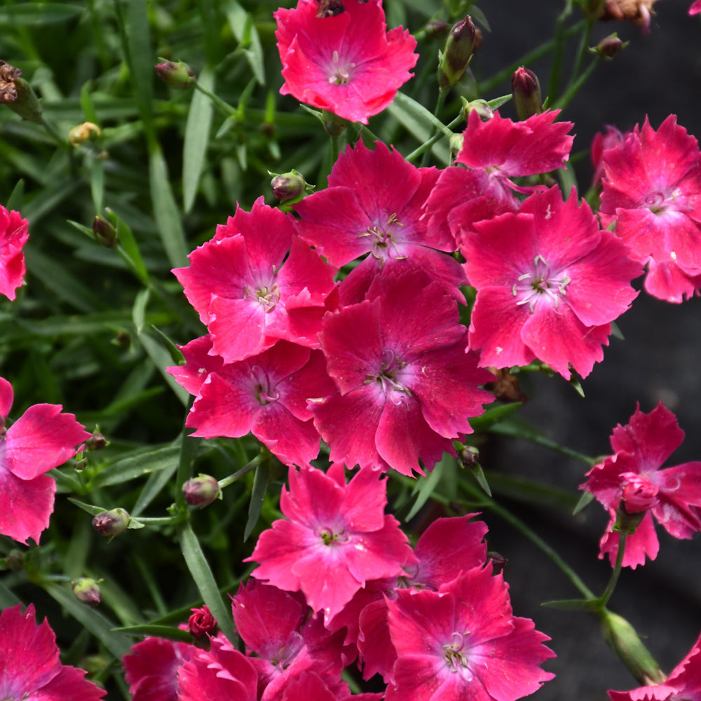 Dianthus 'Kahori Scarlet'