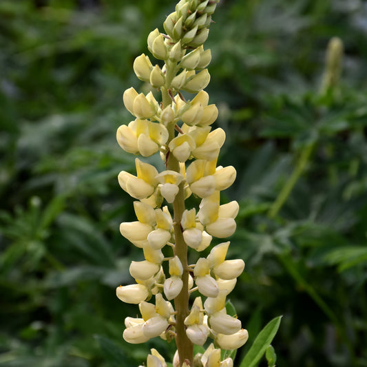 Lupinus 'Chandelier'