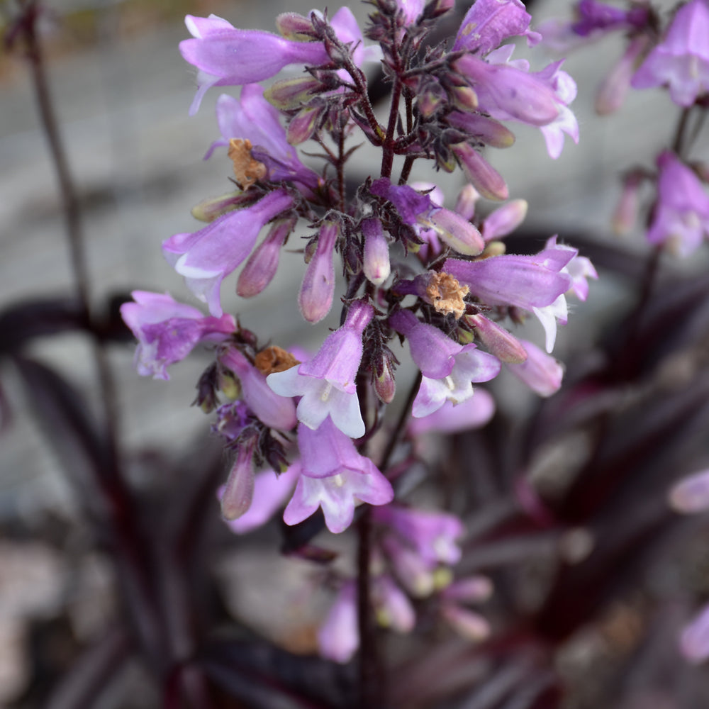 Penstemon 'Midnight Masquerade'