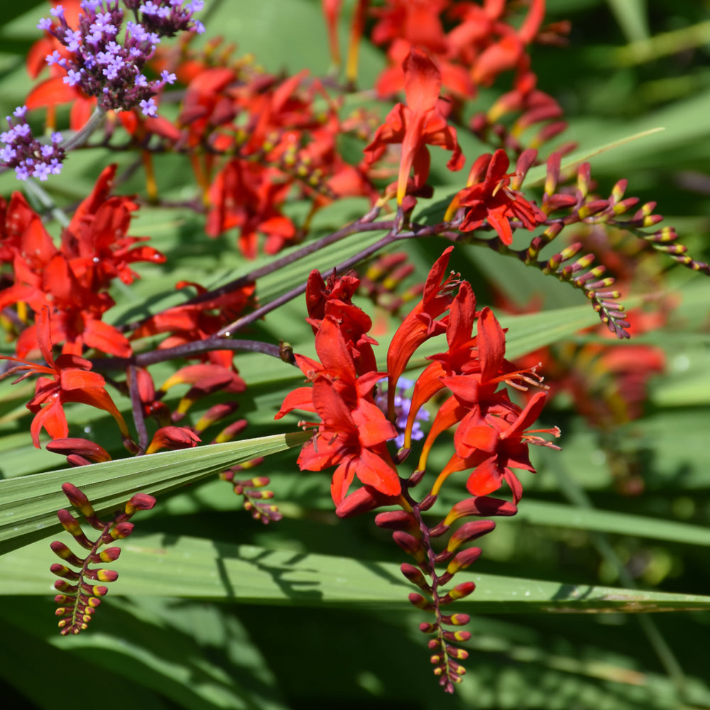 Crocosmia 'Lucifer'