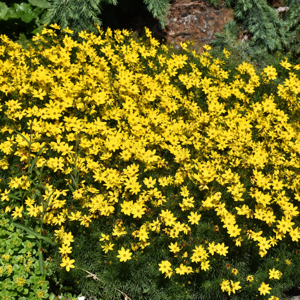 Coreopsis verticillata 'Zagreb'