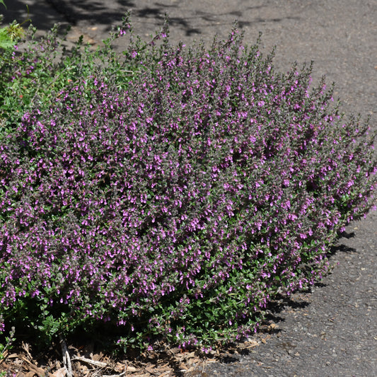 Teucrium chamaedrys