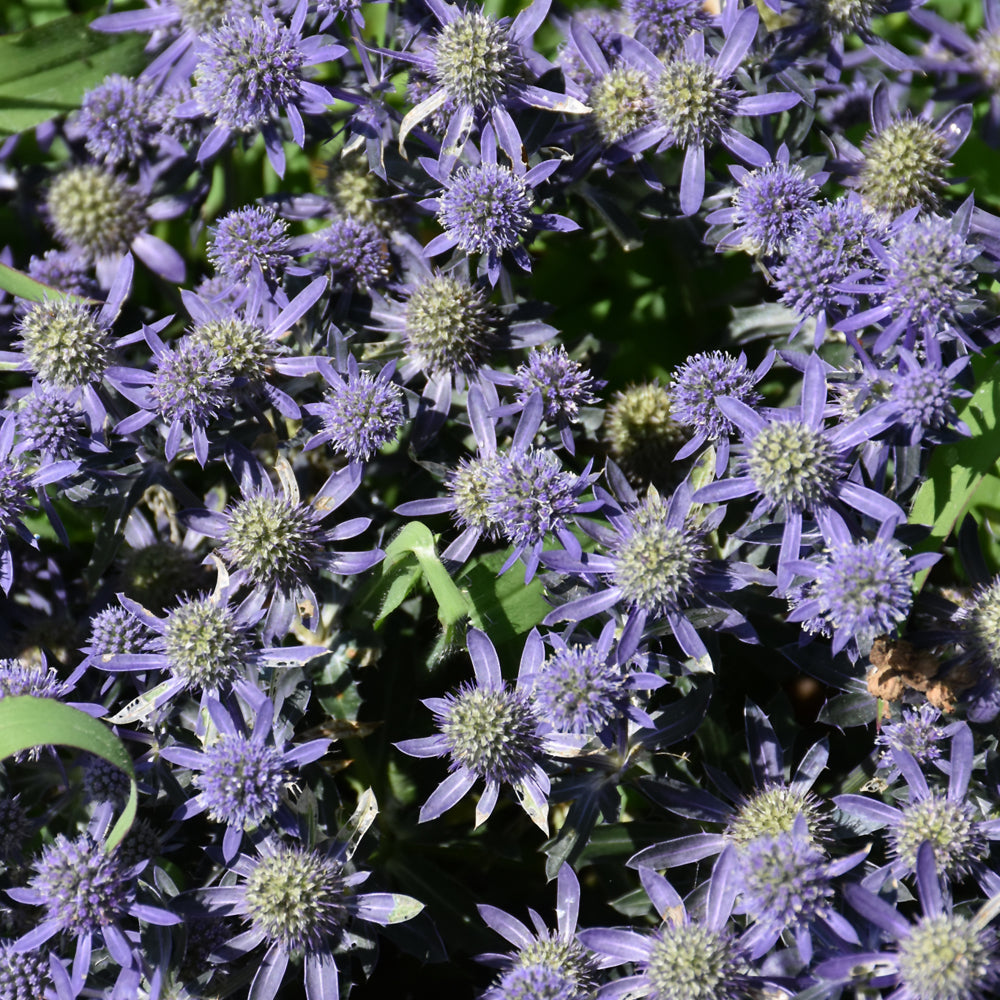 Eryngium planum 'Blue Hobbit'