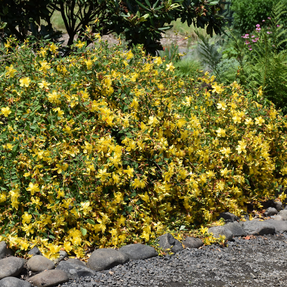 Hidcote St. John's Wort