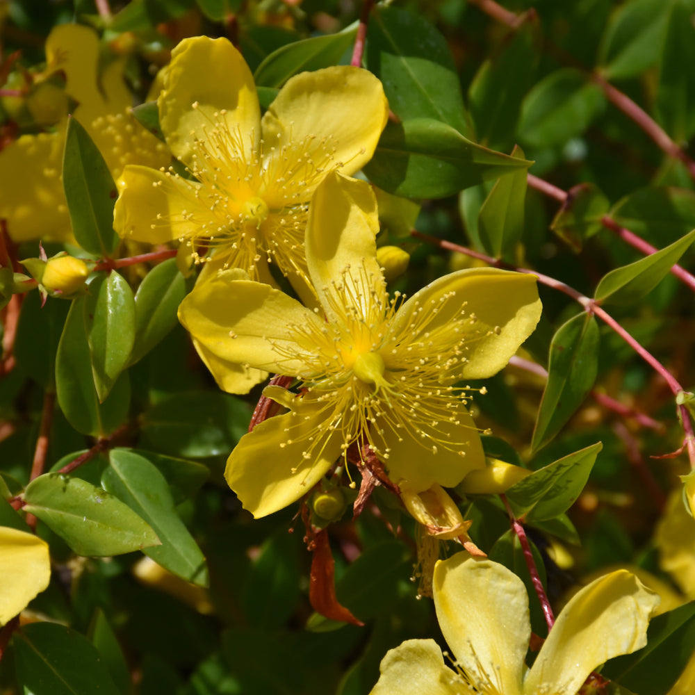 Hypericum 'Hidcote'