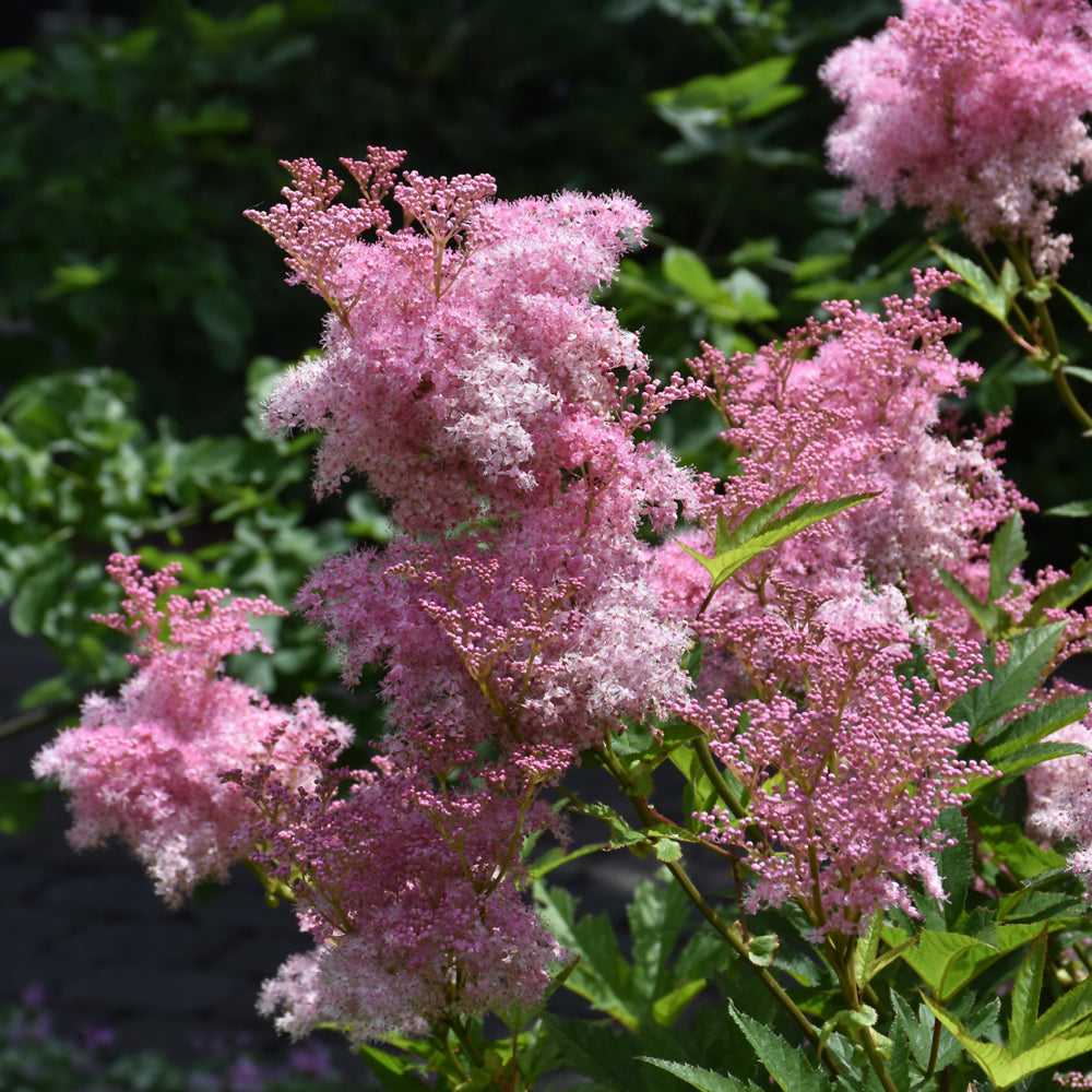 Filipendula rubra 'Venusta Magnifica'